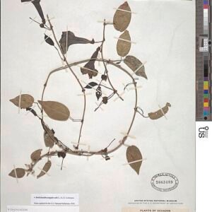 Dolichandra unguis-cati plant met ingewikkelde paarse bloemen en groene bladeren.