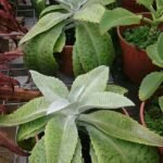Kalanchoe gastonis-bonnieri plant with thick, round leaves and pink flowers.