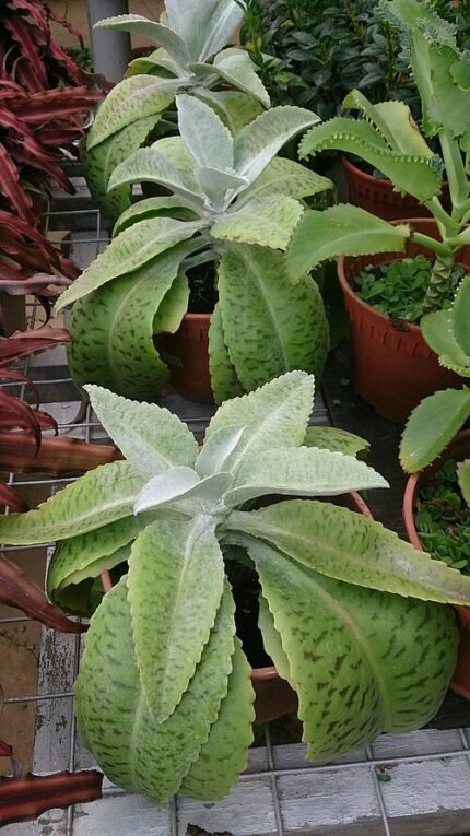 Kalanchoe gastonis-bonnieri plant with thick, round leaves and pink flowers.