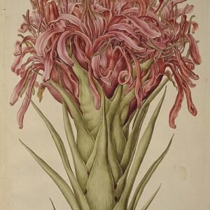Botanische tekening van Doryanthes excelsa bloem op plaat 13.