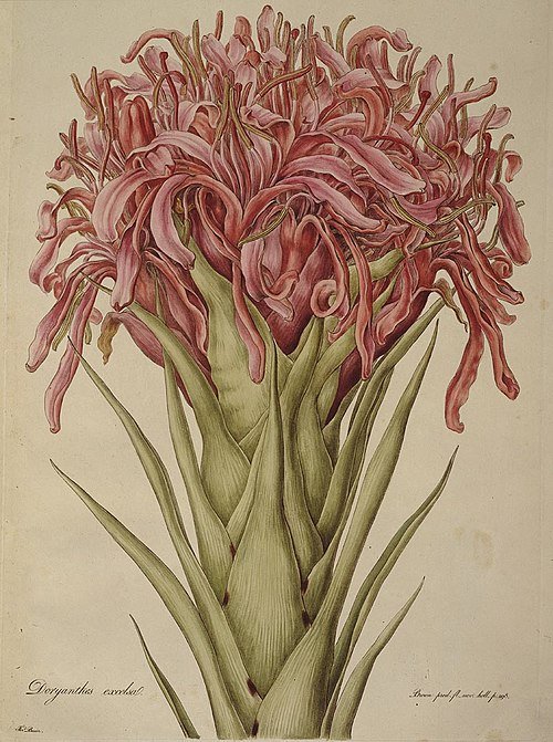 Botanische tekening van Doryanthes excelsa bloem op plaat 13.