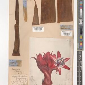 Rode bloemen en groene bladeren van Doryanthes palmeri plant.