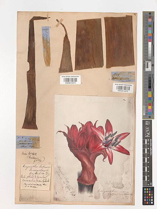 Rode bloemen en groene bladeren van Doryanthes palmeri plant.