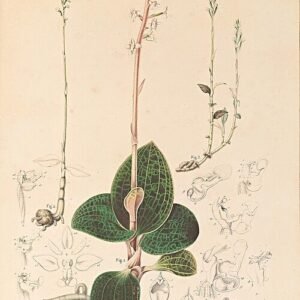 Dossinia marmorata orchidee met marmerachtige bladeren en witte bloemen, botanische illustratie 1858.