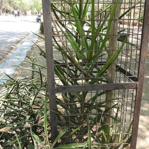 Sansevieria bagamoyensis plant in a botanical garden setting.