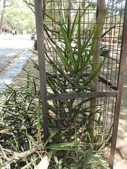 Sansevieria bagamoyensis plant in a botanical garden setting.