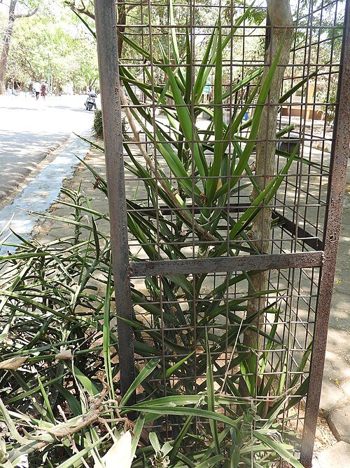 Sansevieria bagamoyensis plant in a botanical garden setting.
