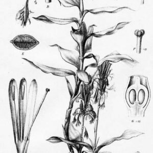 Dracaena braunii plant met lange groene bladeren in pot.