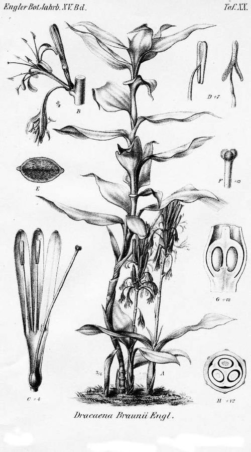 Dracaena braunii plant met lange groene bladeren in pot.