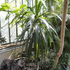 Dracaena concinna plant in Jardin Botanique de Lyon.