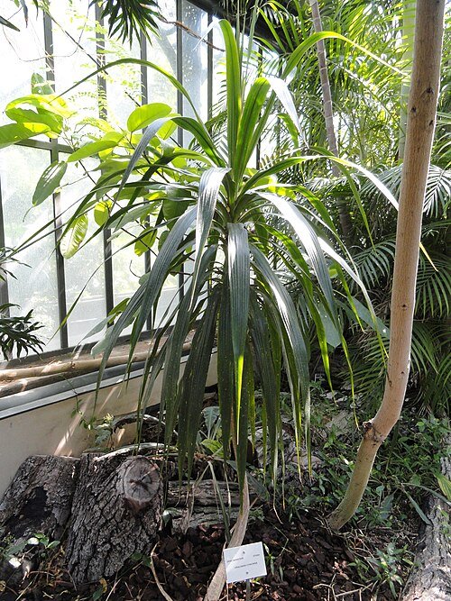 Dracaena concinna plant in Jardin Botanique de Lyon.