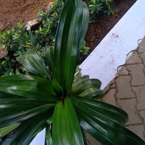 Dracaena fragrans plant met lang, smal groen blad en enkele stammen.
