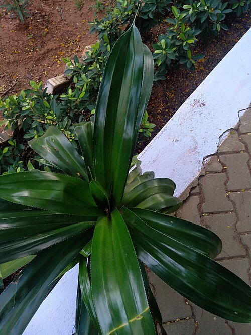 Dracaena fragrans plant met lang, smal groen blad en enkele stammen.