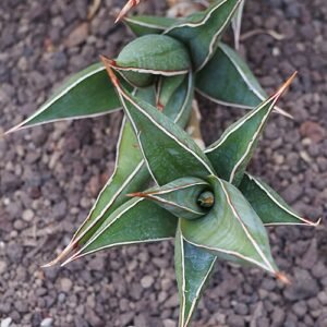 Sansevieria pinguicula plant in a pot with long, upright leaves.