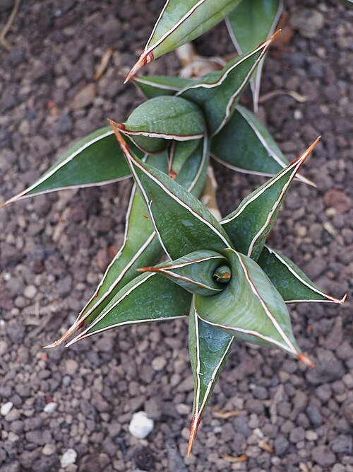 Sansevieria pinguicula plant in a pot with long, upright leaves.