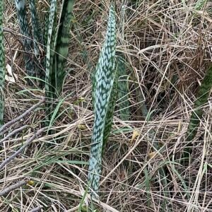Dracaena trifasciata plant met gestreepte bladeren en langwerpige vorm.