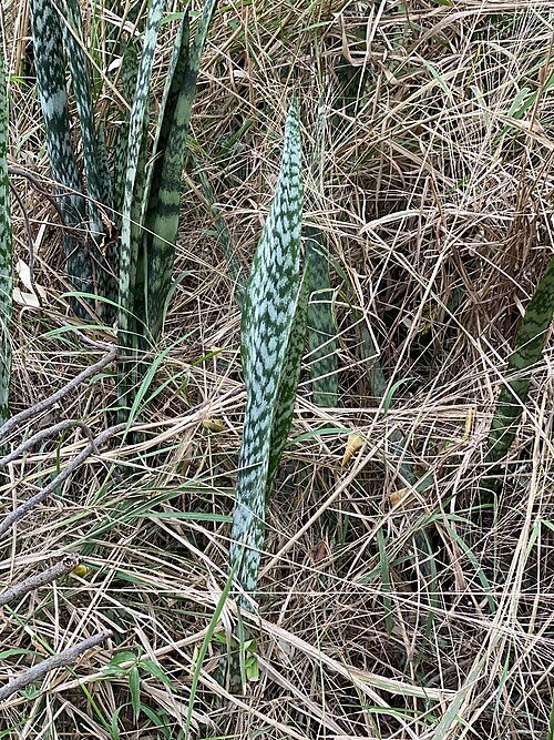 Dracaena trifasciata plant met gestreepte bladeren en langwerpige vorm.