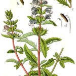 Dracocephalum moldavica plant met paars-blauwe bloemen en groen blad.