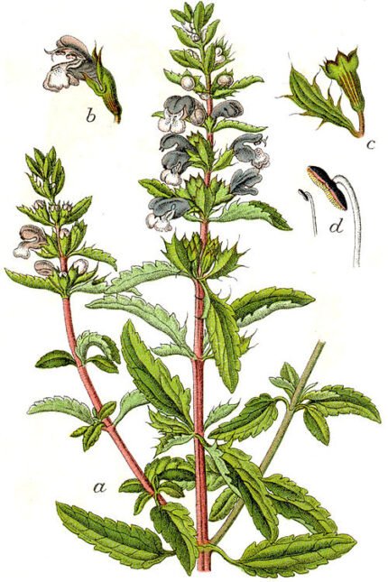Dracocephalum moldavica plant met paars-blauwe bloemen en groen blad.