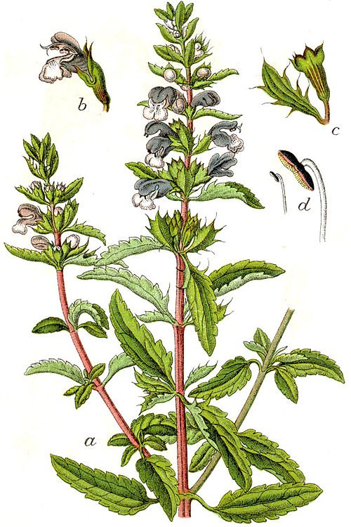 Dracocephalum moldavica plant met paars-blauwe bloemen en groen blad.