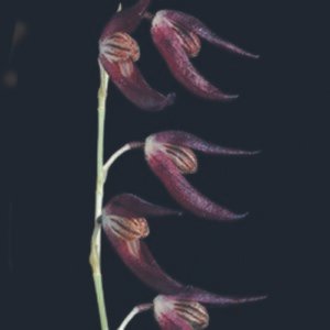 Zwarte en gele Stelis megachlamys orchidee bloem in close-up.