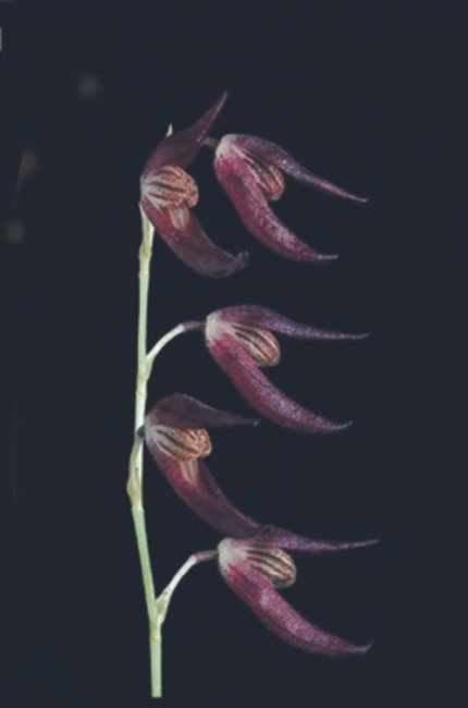 Zwarte en gele Stelis megachlamys orchidee bloem in close-up.
