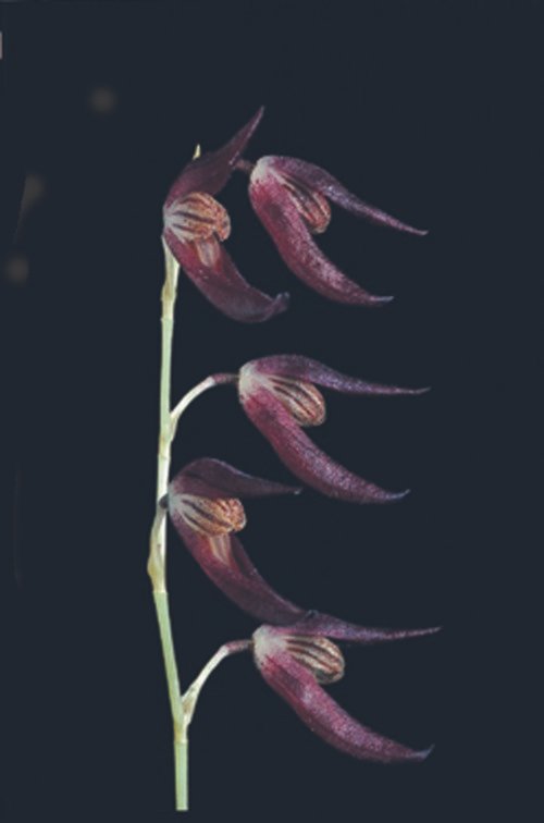 Zwarte en gele Stelis megachlamys orchidee bloem in close-up.