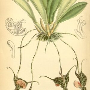 Dracula chestertonii orchidee met witte en paarse bloemen op groen blad.