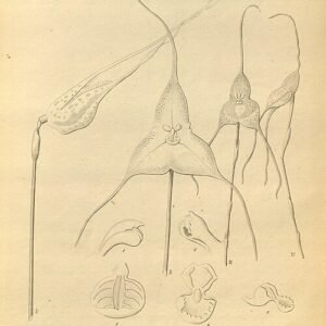 Dracula benedictii orchideeën in bloei met unieke bloemvormen en levendige kleuren.