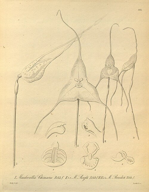 Dracula benedictii orchideeën in bloei met unieke bloemvormen en levendige kleuren.