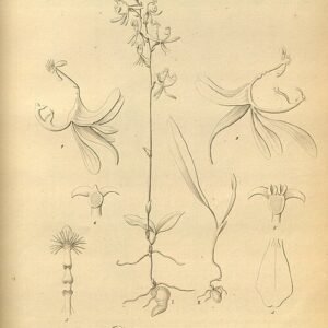 Unieke oranje en bruine Arthrochilus orchidee in natuurlijke omgeving.