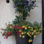 Kleurige Calibrachoa in een zwarte pot, met overvloedige bloemen in paars, rood, geel en oranje. Perfect voor balkon of tuin.