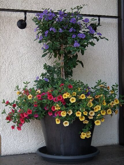 Calibrachoa bloemen in levendige tuinomgeving, kleurrijk en decoratief.