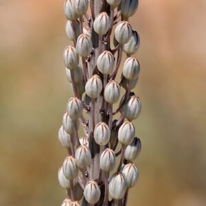 Bloeiende Drimia maritima, ook bekend als Adasogani of Sea squill.