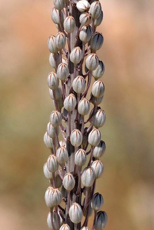 Bloeiende Drimia maritima, ook bekend als Adasogani of Sea squill.