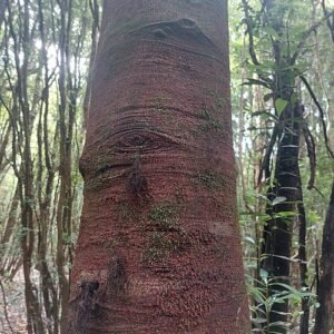 Drimys winteri plant met groene bladeren en witte bloemen.