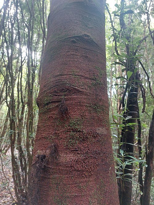 Drimys winteri plant met groene bladeren en witte bloemen.