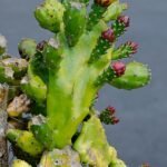 Opuntia monacantha cactus met hangende, peddelvormige groene stelen bedekt met scherpe doornen.