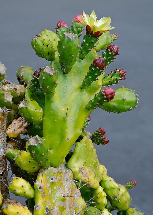 Opuntia monacantha cactus met hangende, peddelvormige groene stelen bedekt met scherpe doornen.