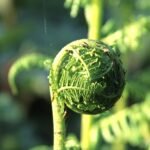 Dryopteris arguta plant met levendige groene bladeren en delicate bladlancetten.