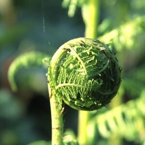 Dryopteris arguta plant met levendige groene bladeren en delicate bladlancetten.
