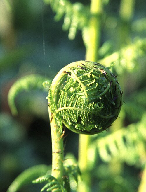 Dryopteris arguta plant met levendige groene bladeren en delicate bladlancetten.