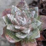 Dudleya farinosa plant met vlezige groene bladeren en wit-roze bloemtrossen.