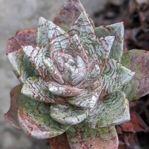 Dudleya farinosa plant met vlezige groene bladeren en wit-roze bloemtrossen.