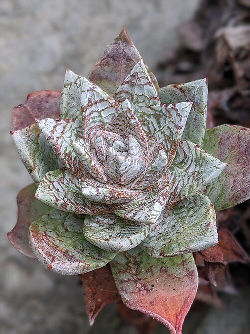 Dudleya farinosa plant met vlezige groene bladeren en wit-roze bloemtrossen.