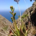 Dudleya virens plant met groene sappige bladeren en levendige rode toppen.