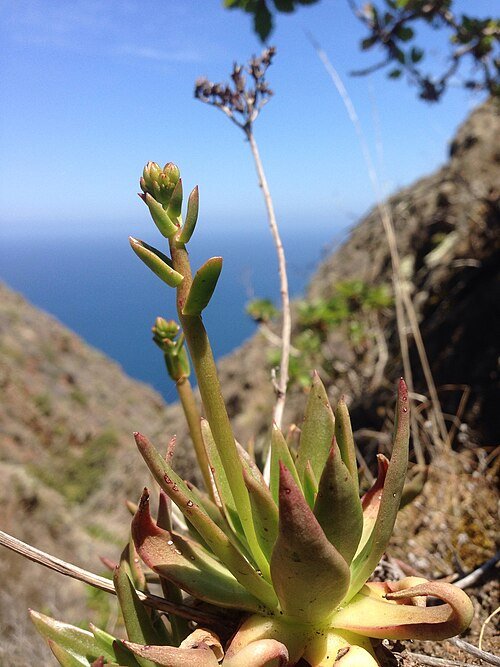 Dudleya virens plant met groene sappige bladeren en levendige rode toppen.