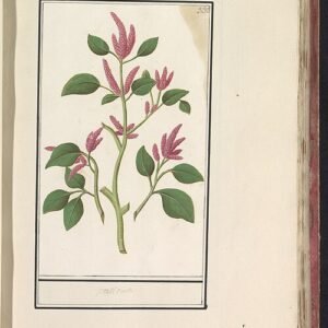 Persicaria plant met witte bloemen en groen blad.