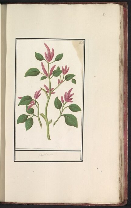 Persicaria plant met witte bloemen en groen blad.