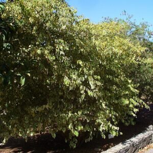 Duranta erecta plant met paarse bloemen en groene bladeren.